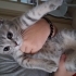 Oyuncu kedi bir o kadar da korkak 2 kedim daha var o yüzden sahiplendiriyorum fotoğraf