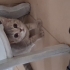 Oyuncu kedi bir o kadar da korkak 2 kedim daha var o yüzden sahiplendiriyorum fotoğraf