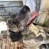 ismi Zeus Kangal kırması bu ay 7 yaşına girdi fotoğraf