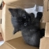 çok tatluş pofuduk bir kedi fotoğraf