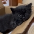 çok tatluş pofuduk bir kedi fotoğraf