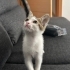 2 Aylık Minik Dişi Tekire Ömürlük Yuva Arıyoruz 🐾 fotoğraf