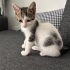 2 Aylık Minik Dişi Tekire Ömürlük Yuva Arıyoruz 🐾 fotoğraf