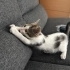 2 Aylık Minik Dişi Tekire Ömürlük Yuva Arıyoruz 🐾 fotoğraf