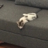 2 Aylık Minik Dişi Tekire Ömürlük Yuva Arıyoruz 🐾 fotoğraf