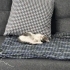 2 Aylık Minik Dişi Tekire Ömürlük Yuva Arıyoruz 🐾 fotoğraf