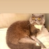 ÇİPLİ, KARNELİ VE KISIR SCOTTISH FOLD..!! VETERİNERDEN..!! fotoğraf