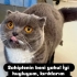 ÇİPLİ, KARNELİ VE KISIR SCOTTISH FOLD..!! VETERİNERDEN..!! fotoğraf