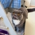 ÇİPLİ, KARNELİ VE KISIR SCOTTISH FOLD..!! VETERİNERDEN..!! fotoğraf