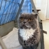 ÇİPLİ, KARNELİ VE KISIR SCOTTISH FOLD..!! VETERİNERDEN..!! fotoğraf