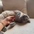 Thor Ömürlük Yuvasını Arıyor fotoğraf