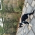 Tatlı smokin yuva arıyor fotoğraf