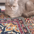 PAŞA ÖMÜRLÜK YUVA ARIYOR fotoğraf