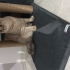 British sokak kedisi fotoğraf