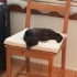 4 Aylık Siyah Güzellik Ömürlük Yuvasını Arıyor 🐾🖤 fotoğraf