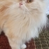 Sokağa Terkedilmiş Güzeller Güzeli Bir İran Kedisi🥺 fotoğraf