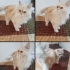 Sokağa Terkedilmiş Güzeller Güzeli Bir İran Kedisi🥺 fotoğraf