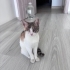 Çok Acil Yuva Aranıyor Engelli Canlara Öncelik Lütfen fotoğraf