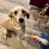 Küçük Labrador kızımıza acil yuva fotoğraf