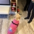 Küçük Labrador kızımıza acil yuva fotoğraf