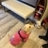 Küçük Labrador kızımıza acil yuva fotoğraf