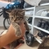 Acil ömürlük yuva Yeni doğmuş yavru fotoğraf