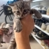 Acil ömürlük yuva Yeni doğmuş yavru fotoğraf