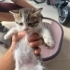 Acil ömürlük yuva Yeni doğmuş yavru fotoğraf