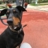 8 yaşında dişi doberman fotoğraf