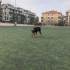 8 yaşında dişi doberman fotoğraf