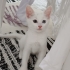 2 Adet Tekir Ev Kedisi Sahiplendirilecektir fotoğraf