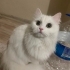 Yuva arayan British longhair kardeşler fotoğraf