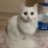 Yuva arayan British longhair kardeşler fotoğraf