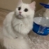 Yuva arayan British longhair kardeşler fotoğraf
