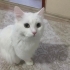 Yuva arayan British longhair kardeşler fotoğraf