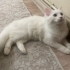 Yuva arayan British longhair kardeşler fotoğraf