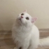 Yuva arayan British longhair kardeşler fotoğraf