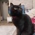 Yuva acil dışı kedi ücretsiz fotoğraf