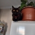 Yuva acil dışı kedi ücretsiz fotoğraf