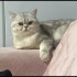 Ücretsiz sahiplendirme fotoğraf
