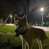 OYUNCU SUMO ACİL SAHİPLENDİRME fotoğraf