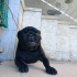 Safkan Pug Ücretsiz sahiplendirme. fotoğraf