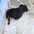 Safkan Pug Ücretsiz sahiplendirme. fotoğraf