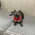 Ilk defa kedi bakacaklara üstün zekali kedi müjdesi! fotoğraf