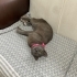 Ilk defa kedi bakacaklara üstün zekali kedi müjdesi! fotoğraf