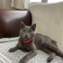 Ilk defa kedi bakacaklara üstün zekali kedi müjdesi! fotoğraf