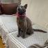 Ilk defa kedi bakacaklara üstün zekali kedi müjdesi! fotoğraf