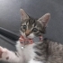 Acil Kalıcı Yuva Aranıyor fotoğraf
