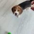 Bambi yeni yuvasını arıyor fotoğraf
