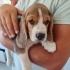 Bambi yeni yuvasını arıyor fotoğraf